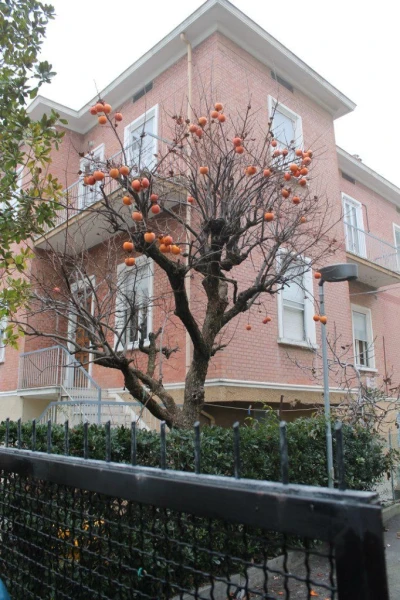 Римини