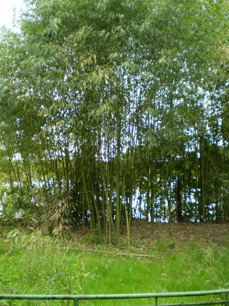 Гагра