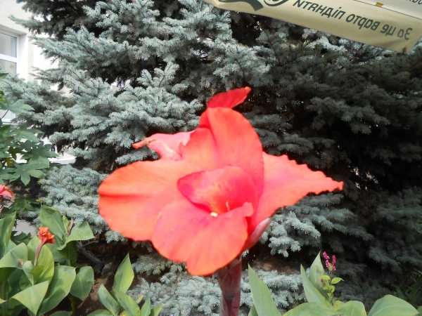 канны