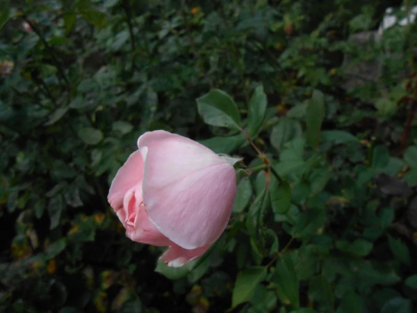 он же - но роза другая