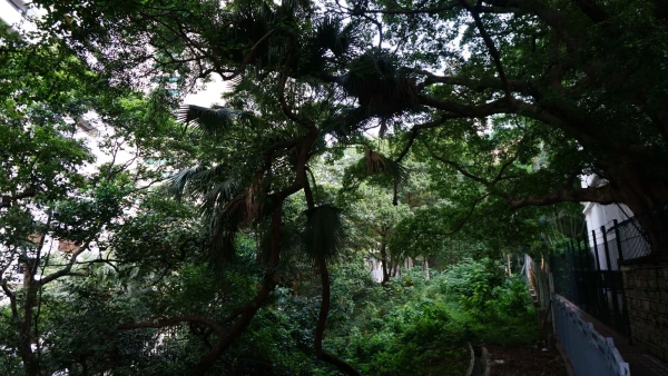 Гонконгский парк