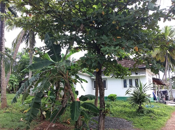 Отель Banana Garden в Мириссе