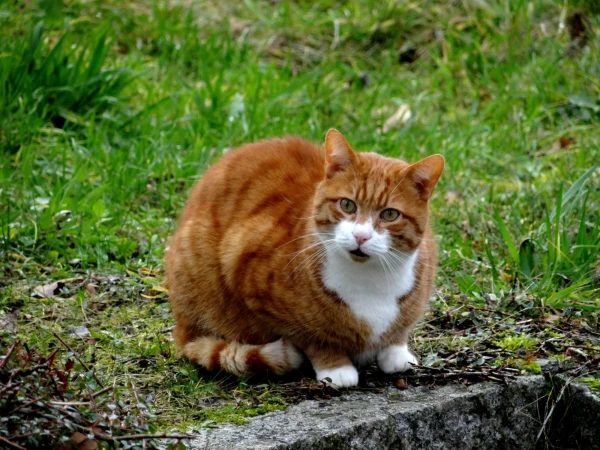 Еще один упитанный баварский котишка