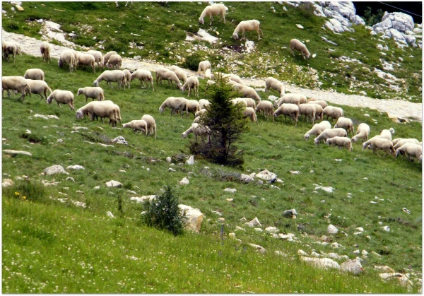 овечки на альпийской лужайке 