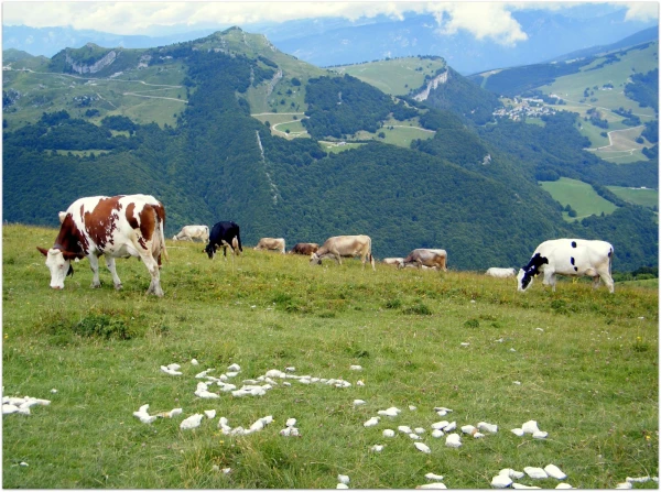 альпийские коровки на лугах