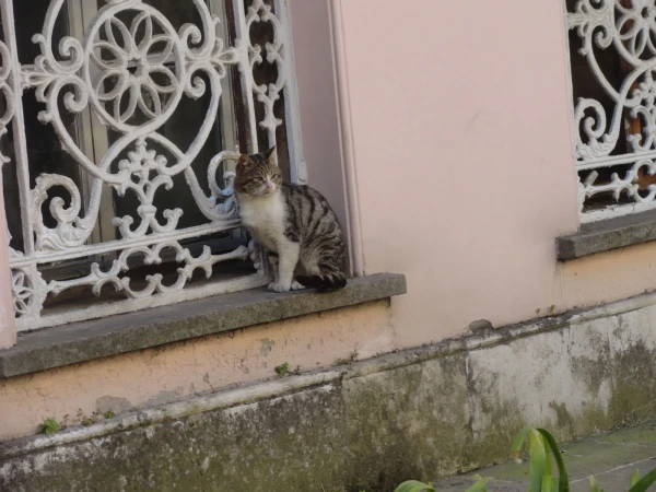 кошка на окошке