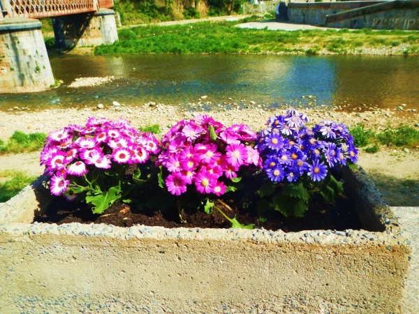 Козенца