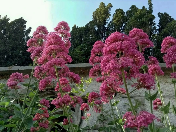 Кичкине