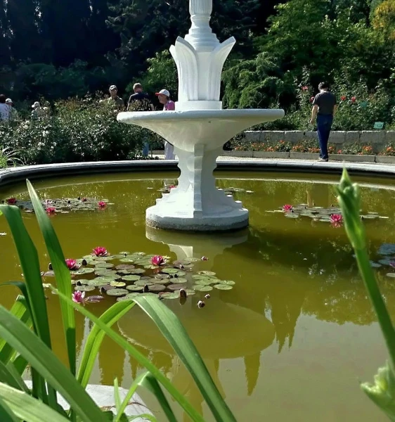 Лотосы