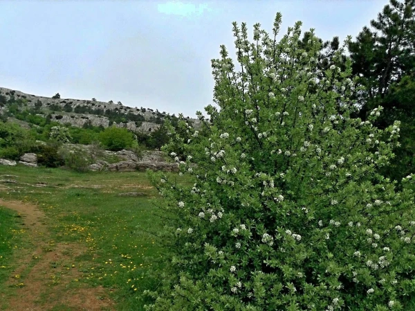 Бергамот
