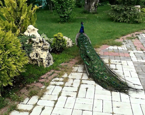 Гуляет сам по себе, но не кот...