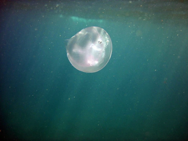 медуза Saucer jelly