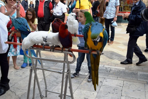 Дубровник