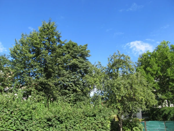 Таврический сад