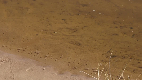 Вода - прозрачная, видно мальков