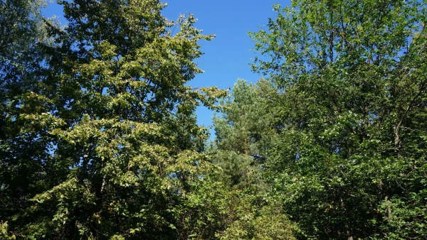 Лес