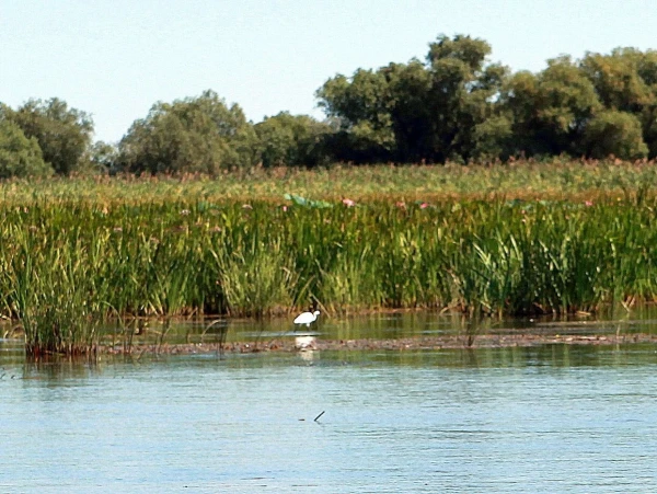 Цапля