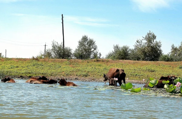 Водоплавающие коровы