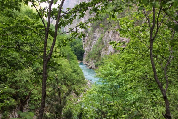 Тара.