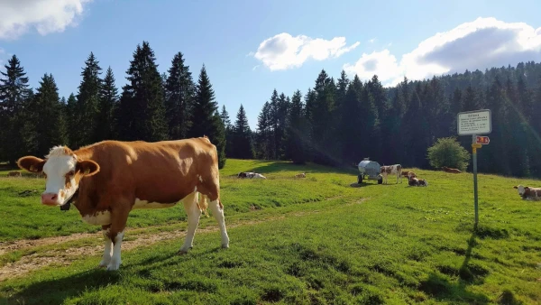На лугах пасутся Ко...