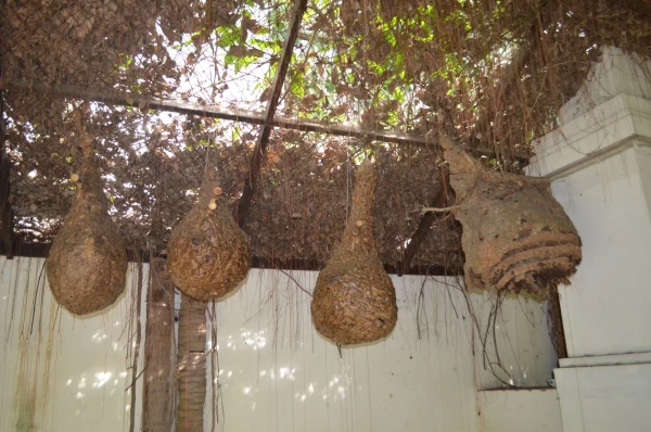 На пчелиной ферме