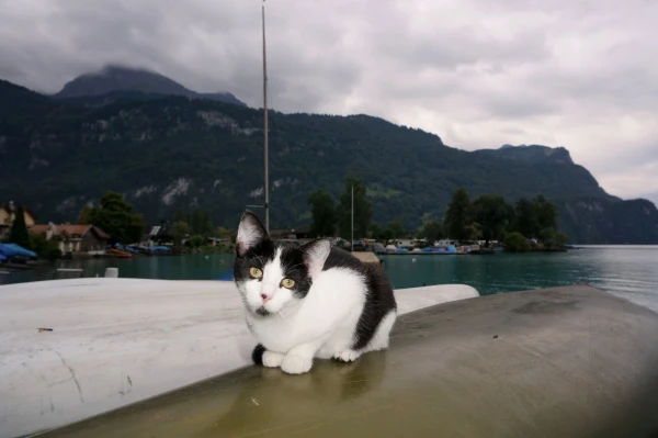 Бриенц (Brienz), местный котейка