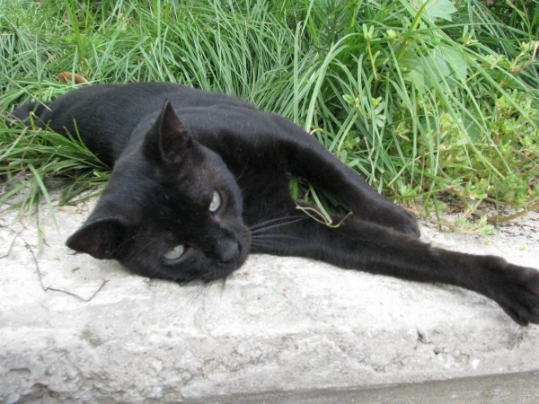 Еще одна из кошачих