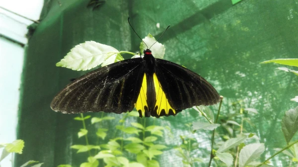 Kuala Lumpur Butterfly Park 