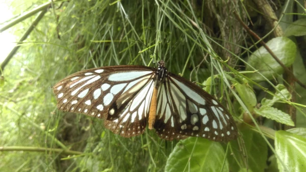 Kuala Lumpur Butterfly Park 