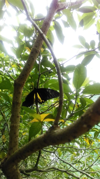 Kuala Lumpur Butterfly Park 
