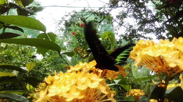 Kuala Lumpur Butterfly Park 