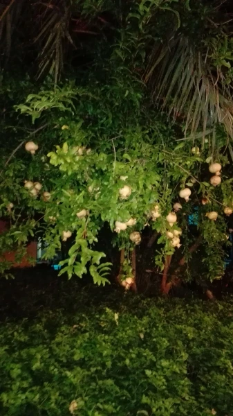 зреют гранаты