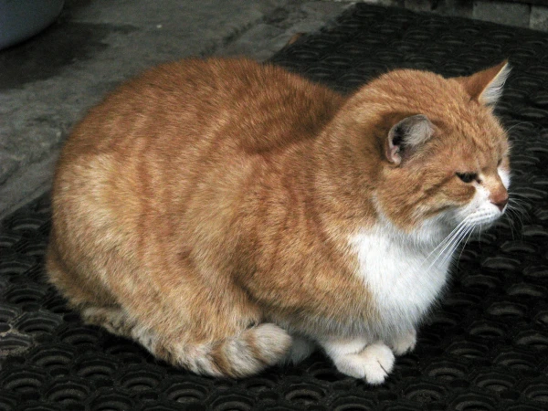 Кот из Никольского мужского монастыря