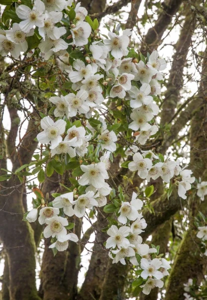 Eucryphia x intermedia 'Rostrevor'