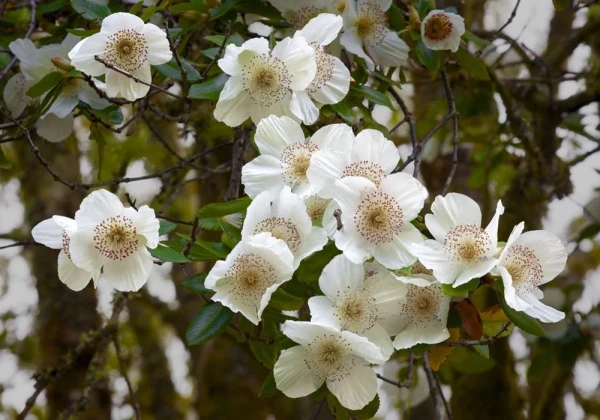 Eucryphia x intermedia 'Rostrevor'