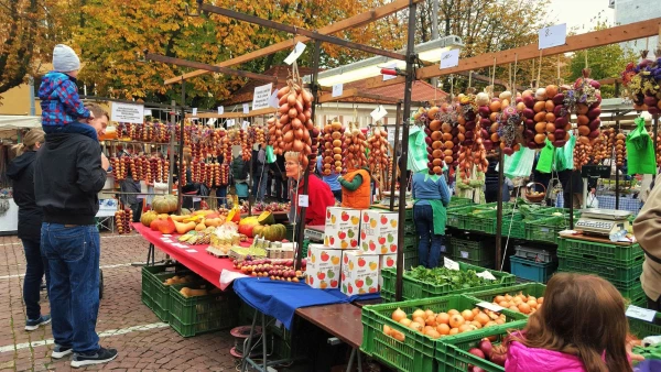 Луковые косы