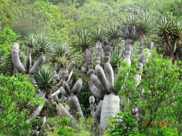 Jardín Botánico Canario