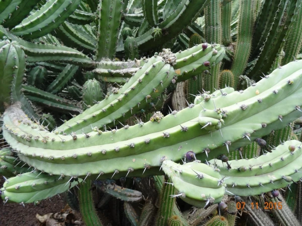 Jardín Botánico Canario