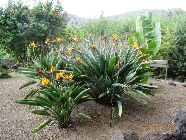 Jardín Botánico Canario