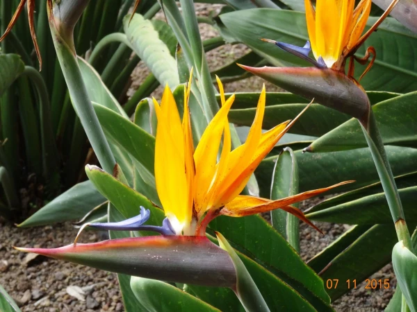 Jardín Botánico Canario