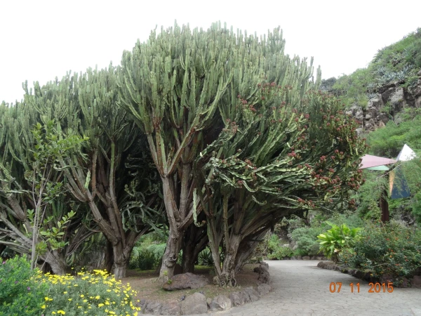 Jardín Botánico Canario