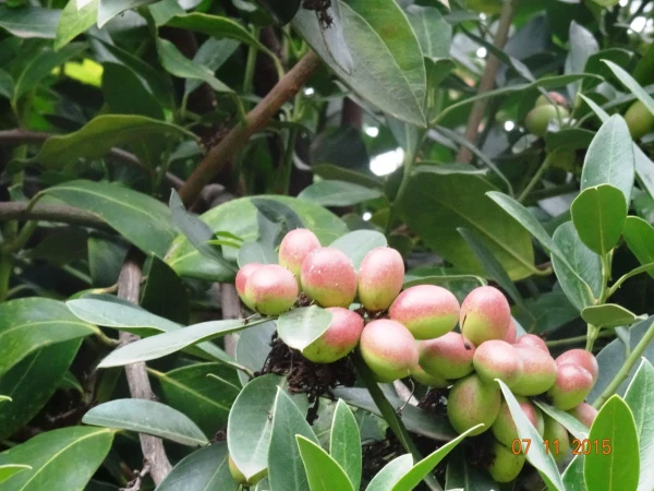Jardín Botánico Canario