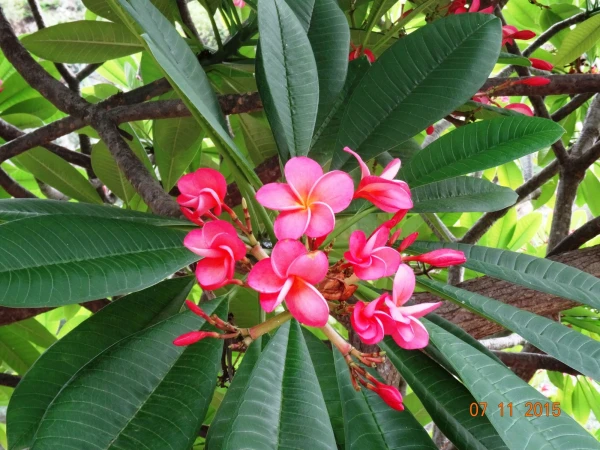 Jardín Botánico Canario