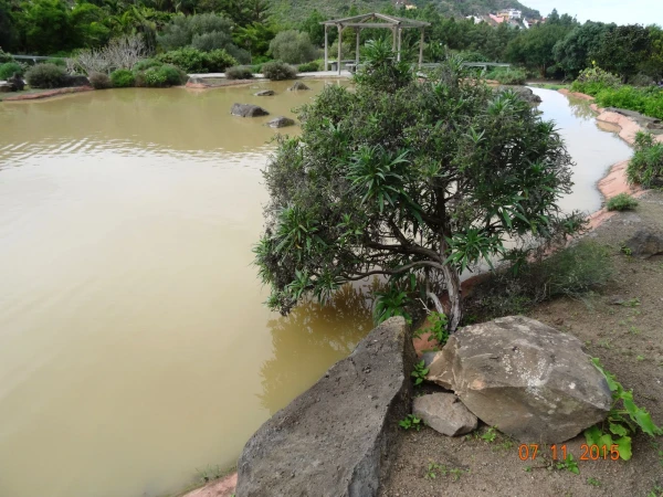 Jardín Botánico Canario