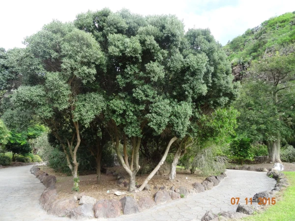 Jardín Botánico Canario