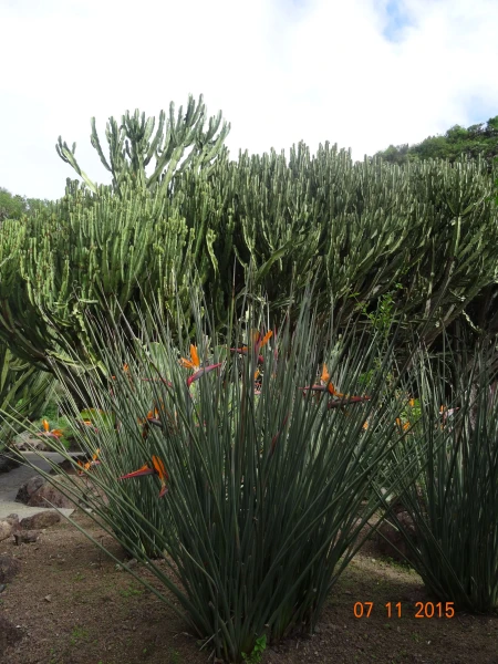 Jardín Botánico Canario