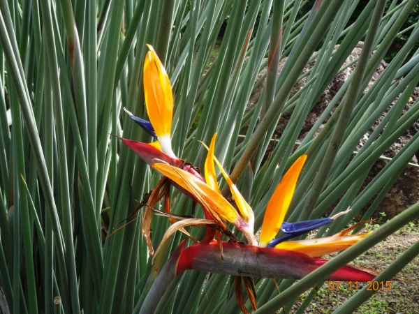 Jardín Botánico Canario