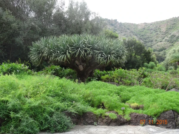 Jardín Botánico Canario