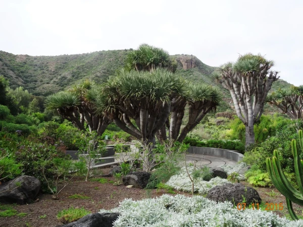 Jardín Botánico Canario