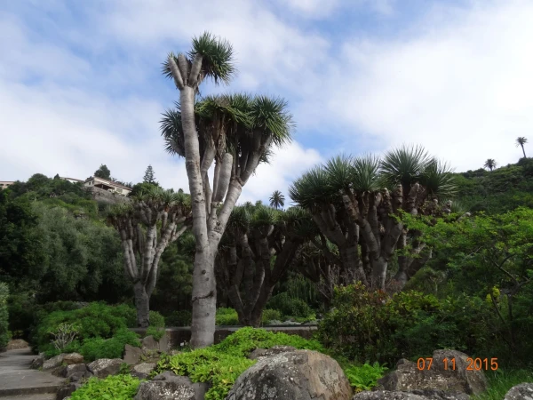 Jardín Botánico Canario